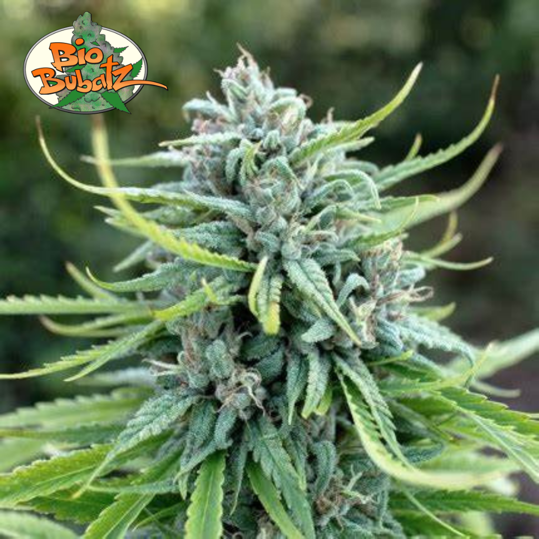 Durban Poison Set
